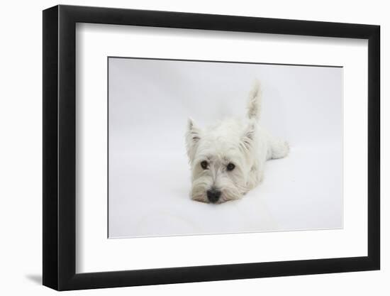 West Highland White Terrier Lying Stretched Out with Her Chin on the Floor-Mark Taylor-Framed Photographic Print