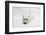 West Highland White Terrier Lying Stretched Out with Her Chin on the Floor-Mark Taylor-Framed Photographic Print