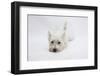 West Highland White Terrier Lying Stretched Out with Her Chin on the Floor-Mark Taylor-Framed Photographic Print