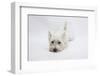 West Highland White Terrier Lying Stretched Out with Her Chin on the Floor-Mark Taylor-Framed Photographic Print