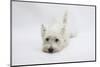 West Highland White Terrier Lying Stretched Out with Her Chin on the Floor-Mark Taylor-Mounted Photographic Print