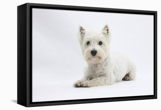 West Highland White Terrier Lying-Mark Taylor-Framed Stretched Canvas