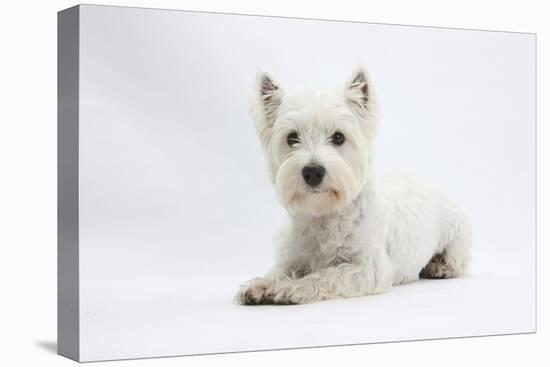 West Highland White Terrier Lying-Mark Taylor-Stretched Canvas