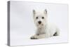 West Highland White Terrier Lying-Mark Taylor-Stretched Canvas