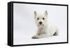 West Highland White Terrier Lying-Mark Taylor-Framed Stretched Canvas