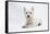 West Highland White Terrier Lying-Mark Taylor-Framed Stretched Canvas
