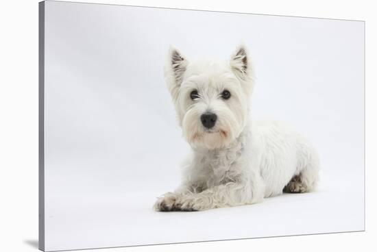 West Highland White Terrier Lying-Mark Taylor-Stretched Canvas