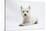 West Highland White Terrier Lying-Mark Taylor-Stretched Canvas