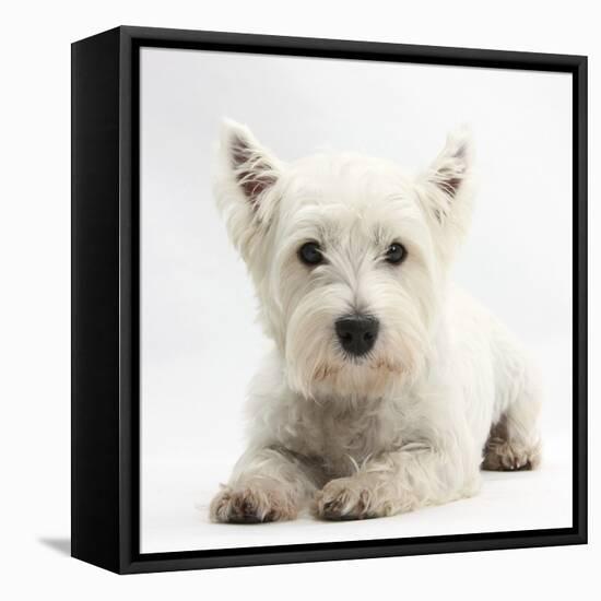 West Highland White Terrier Lying-Mark Taylor-Framed Stretched Canvas