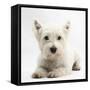 West Highland White Terrier Lying-Mark Taylor-Framed Stretched Canvas