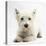 West Highland White Terrier Lying-Mark Taylor-Stretched Canvas