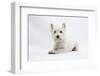 West Highland White Terrier Lying-Mark Taylor-Framed Premium Photographic Print