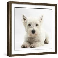 West Highland White Terrier Lying-Mark Taylor-Framed Photographic Print