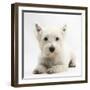 West Highland White Terrier Lying-Mark Taylor-Framed Photographic Print