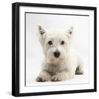 West Highland White Terrier Lying-Mark Taylor-Framed Photographic Print