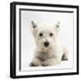 West Highland White Terrier Lying-Mark Taylor-Framed Photographic Print