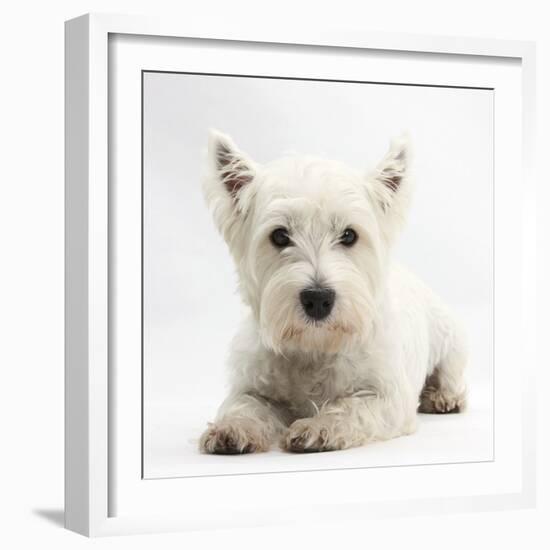 West Highland White Terrier Lying-Mark Taylor-Framed Photographic Print