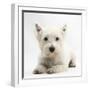 West Highland White Terrier Lying-Mark Taylor-Framed Photographic Print