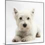 West Highland White Terrier Lying-Mark Taylor-Mounted Photographic Print