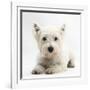 West Highland White Terrier Lying-Mark Taylor-Framed Photographic Print