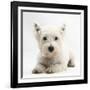 West Highland White Terrier Lying-Mark Taylor-Framed Photographic Print