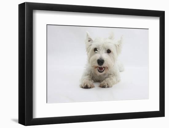 West Highland White Terrier Lying-Mark Taylor-Framed Photographic Print