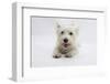 West Highland White Terrier Lying-Mark Taylor-Framed Photographic Print