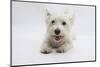 West Highland White Terrier Lying-Mark Taylor-Mounted Photographic Print