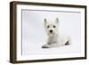 West Highland White Terrier Lying-Mark Taylor-Framed Photographic Print