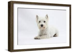 West Highland White Terrier Lying-Mark Taylor-Framed Photographic Print