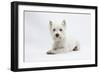 West Highland White Terrier Lying-Mark Taylor-Framed Photographic Print