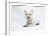 West Highland White Terrier Lying-Mark Taylor-Framed Photographic Print