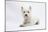 West Highland White Terrier Lying-Mark Taylor-Mounted Photographic Print