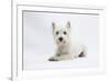 West Highland White Terrier Lying-Mark Taylor-Framed Photographic Print