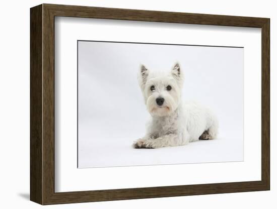 West Highland White Terrier Lying-Mark Taylor-Framed Photographic Print