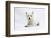 West Highland White Terrier Lying-Mark Taylor-Framed Photographic Print