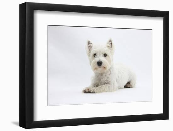 West Highland White Terrier Lying-Mark Taylor-Framed Photographic Print