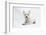 West Highland White Terrier Lying-Mark Taylor-Framed Photographic Print