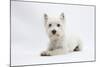 West Highland White Terrier Lying-Mark Taylor-Mounted Photographic Print