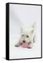 West Highland White Terrier Playing with Toy-Mark Taylor-Framed Stretched Canvas