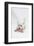 West Highland White Terrier Playing with Toy-Mark Taylor-Framed Photographic Print