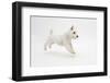 West Highland White Terrier Prancing-Mark Taylor-Framed Photographic Print