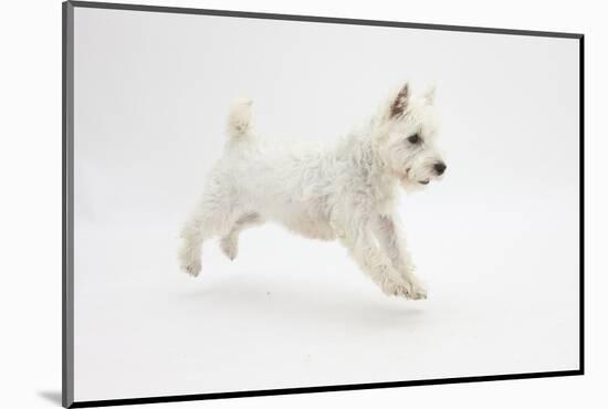 West Highland White Terrier Prancing-Mark Taylor-Mounted Photographic Print