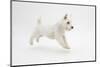 West Highland White Terrier Prancing-Mark Taylor-Mounted Photographic Print