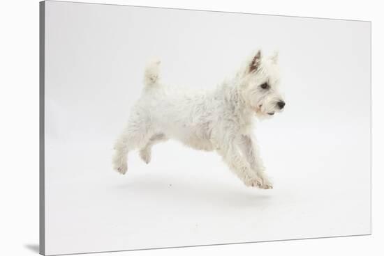 West Highland White Terrier Prancing-Mark Taylor-Stretched Canvas