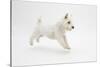 West Highland White Terrier Prancing-Mark Taylor-Stretched Canvas