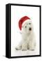 West Highland White Terrier Puppy Wearing-null-Framed Stretched Canvas