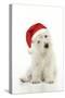 West Highland White Terrier Puppy Wearing-null-Stretched Canvas