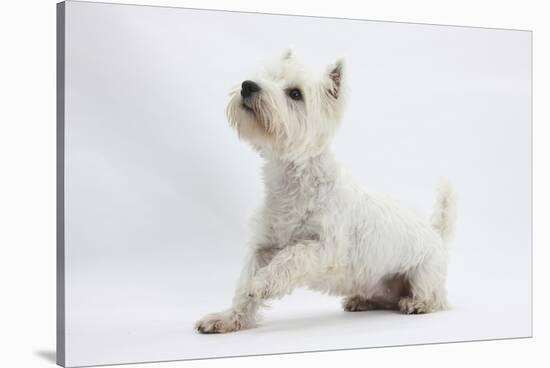 West Highland White Terrier Sitting-Mark Taylor-Stretched Canvas