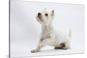 West Highland White Terrier Sitting-Mark Taylor-Stretched Canvas